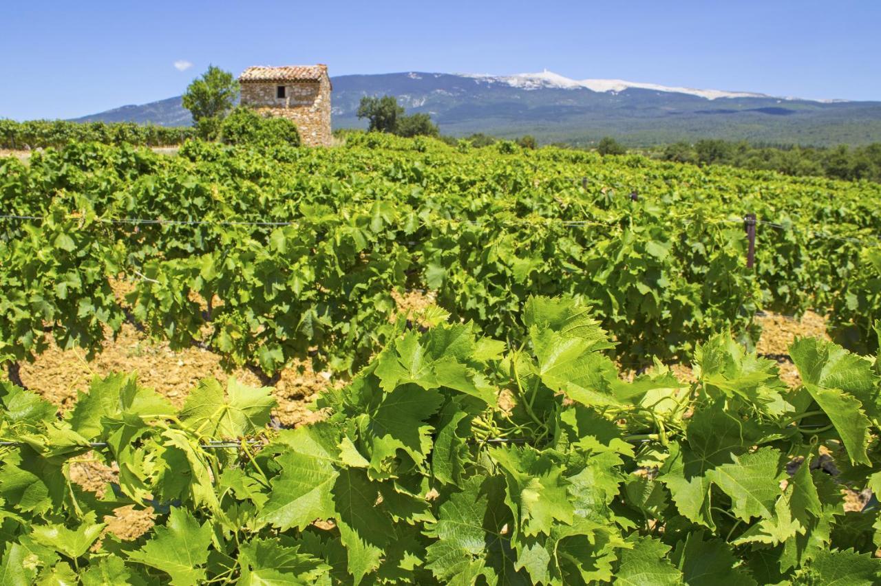 Le Mas Terre Des Anges Sarrians Esterno foto