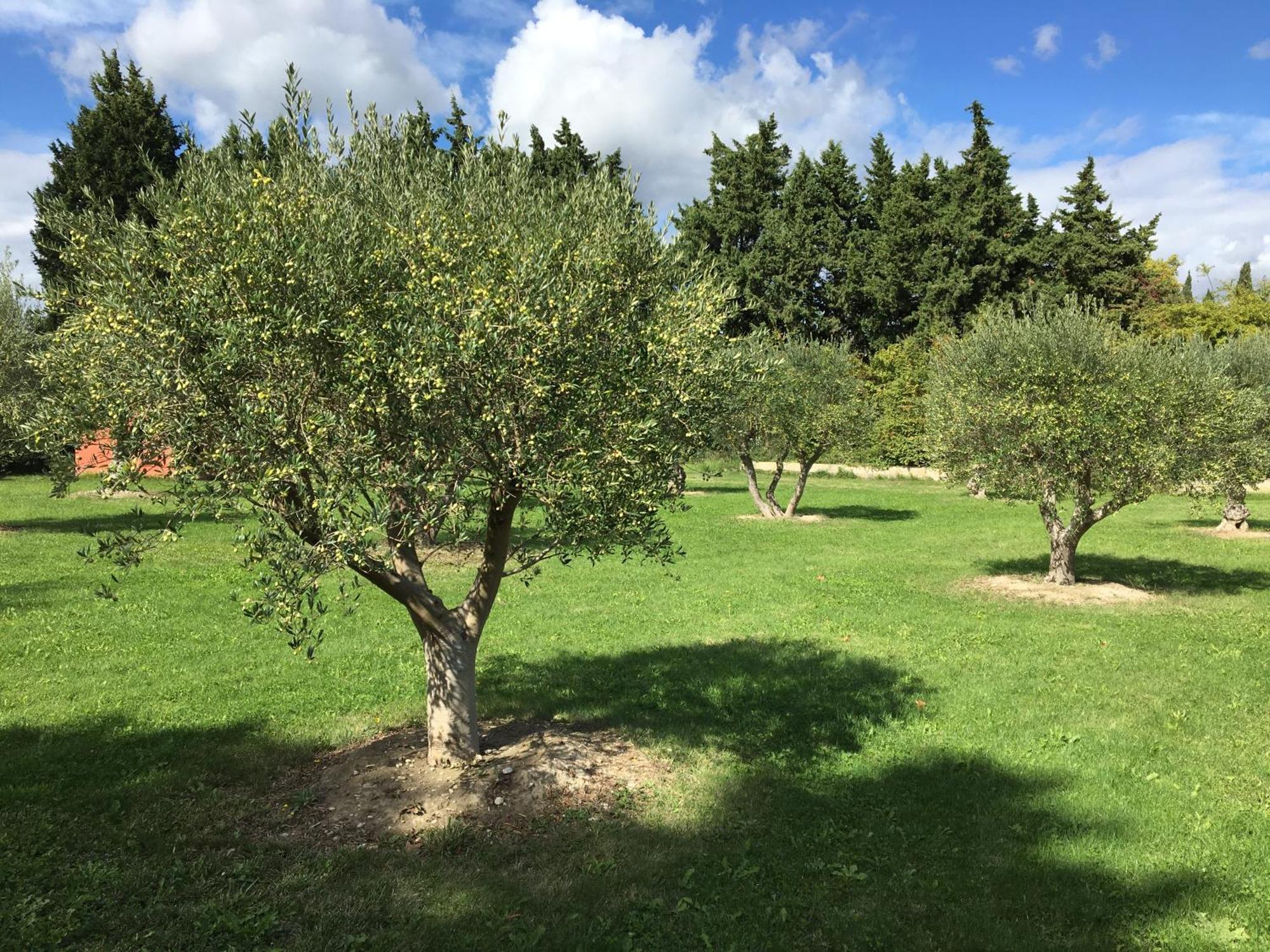 Le Mas Terre Des Anges Sarrians Esterno foto